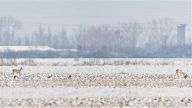 (RO) Iarna, putem observa adesea dropiile în compania căpriorilor<br> (HU) Télen gyakran látni a túzokokat őzek társaságában<br> (ENG) In winter, we may often spot bustards next to roe-deer<br>