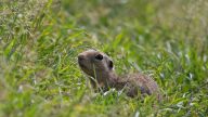 (RO) Popândău<br> (HU) Ürge<br> (ENG) Ground Squirrel | © Milvus Group<br>