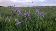 (RO) Stânjenei pe pajiște umedă, Salonta<br> (HU) Fátyolos nőszirom egy nedves szikes réten Nagyszalontán<br> (ENG) Blue Iris on a wet meadow near Salonta | © Milvus Group<br>