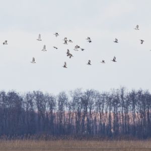 Great Bustard Diary: How Does Winter Influence the Behaviour of the Great Bustards? [part 2/2]
