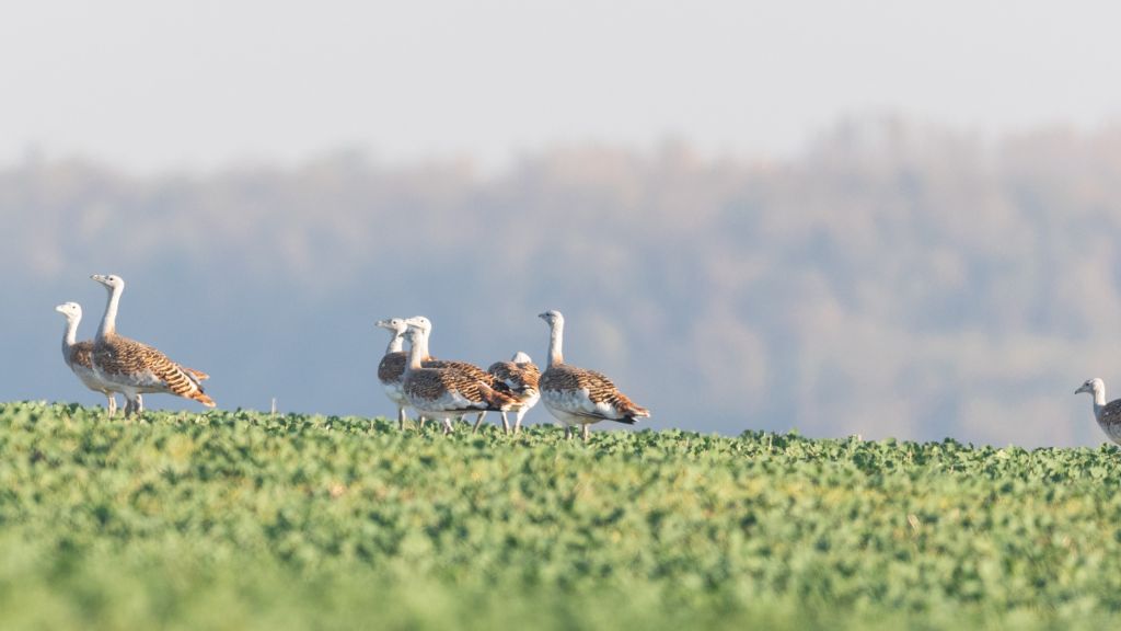 Farmers and the Great Bustard