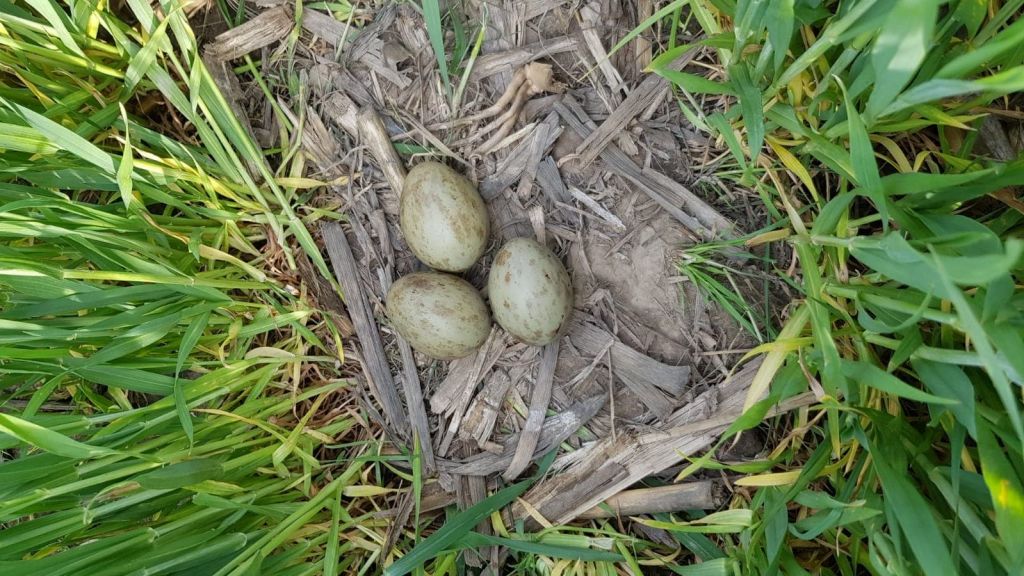 EXCLUSIVE: Great Bustard nest found in Romania! [press release]